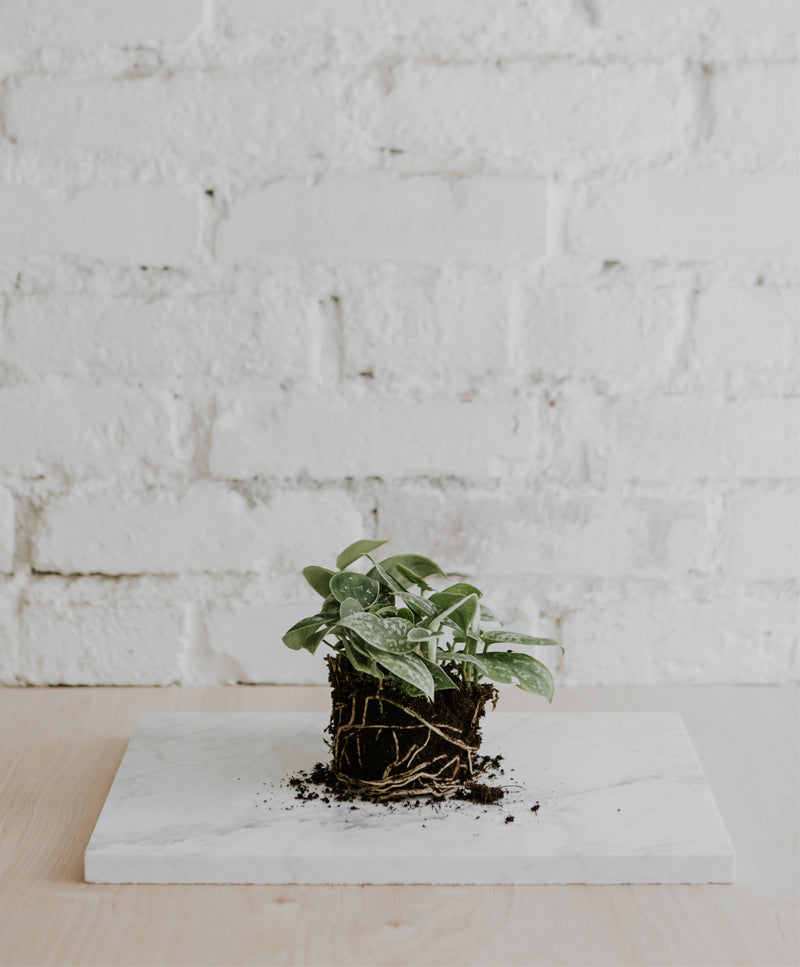 satin pothos trebie Satin Pothos 'Trebie' – Plante. Budapest