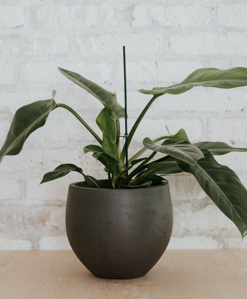 Dark grey plant pot 'Mini Orb M'