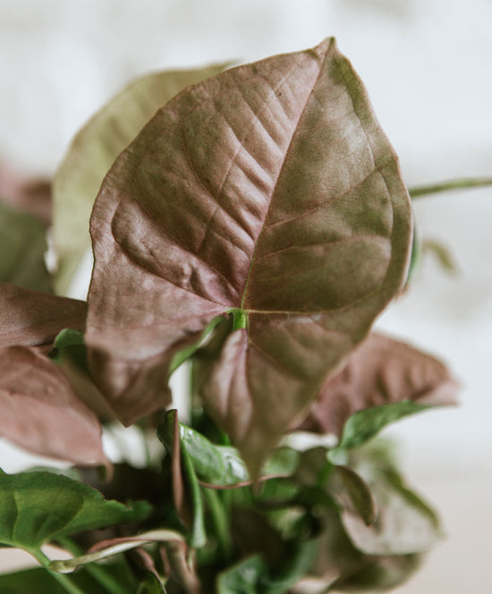 Syngonium Pink