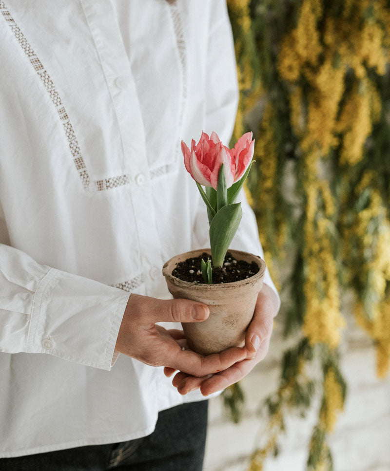 Potted Tulip