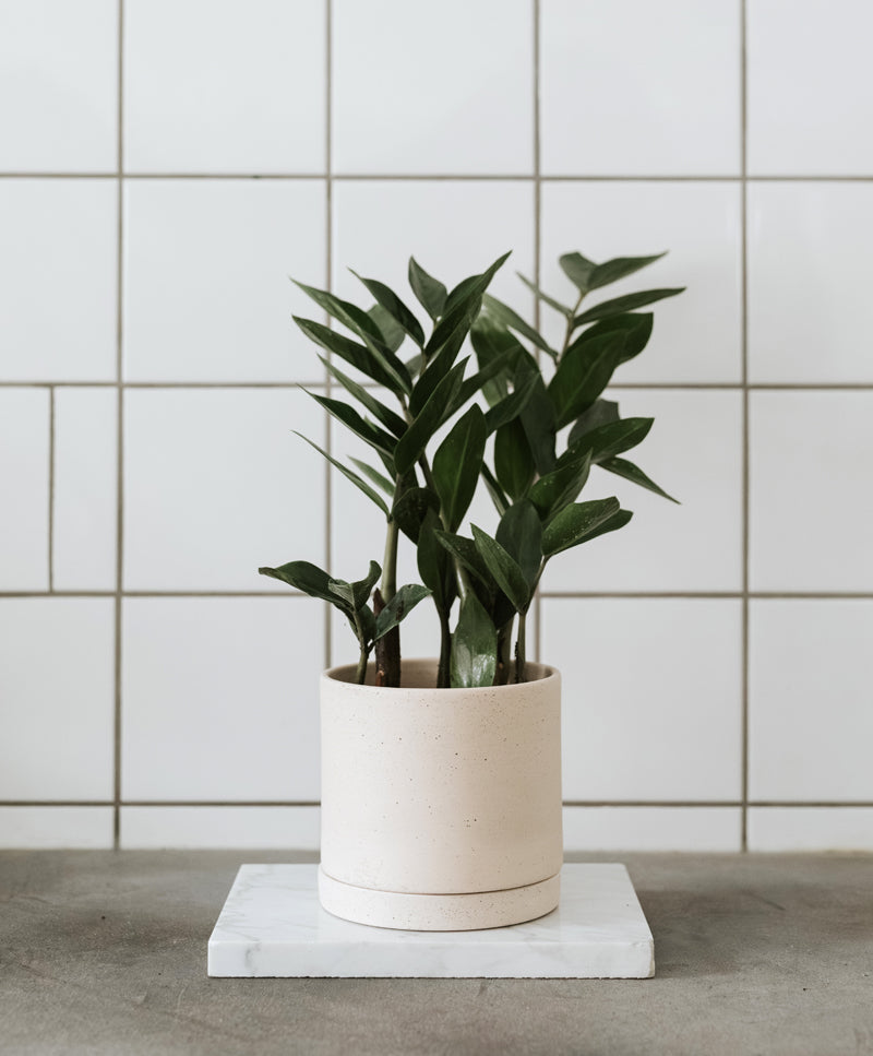 Zamioculcas Zamiifolia