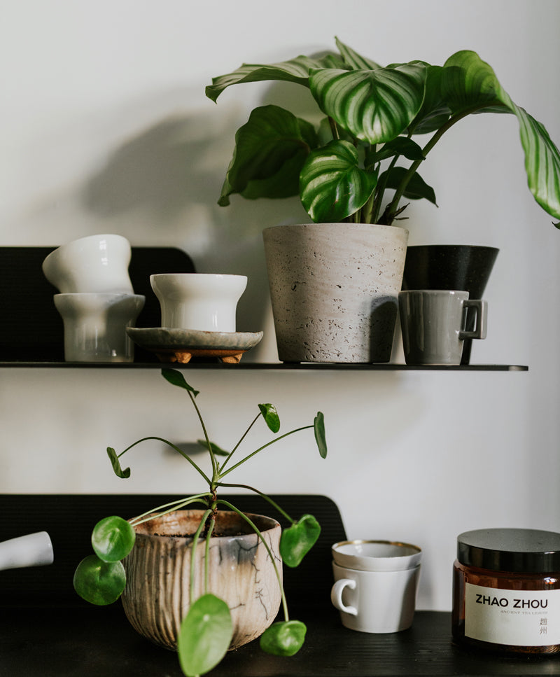 Botanikai enteriőrtervező workshop / Április 12.