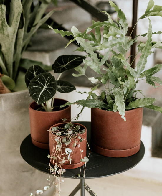 EARTH plant pot, Deep rust, mini