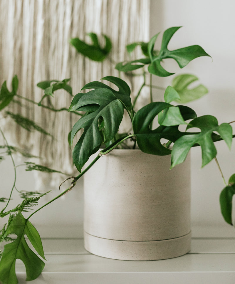 EARTH plant pot set, Pale oak