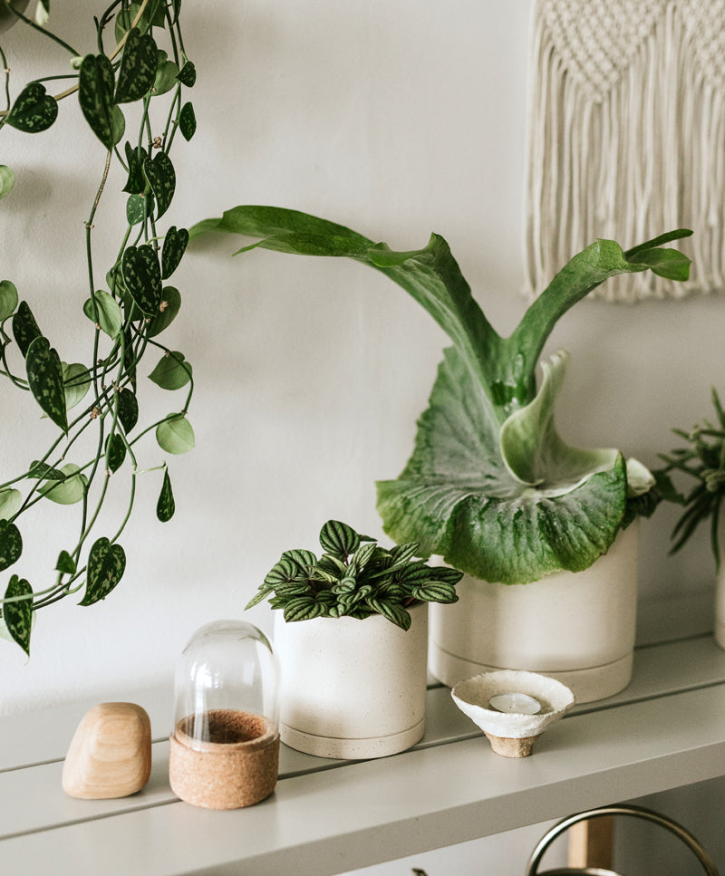 EARTH plant pot, Pure white, mini