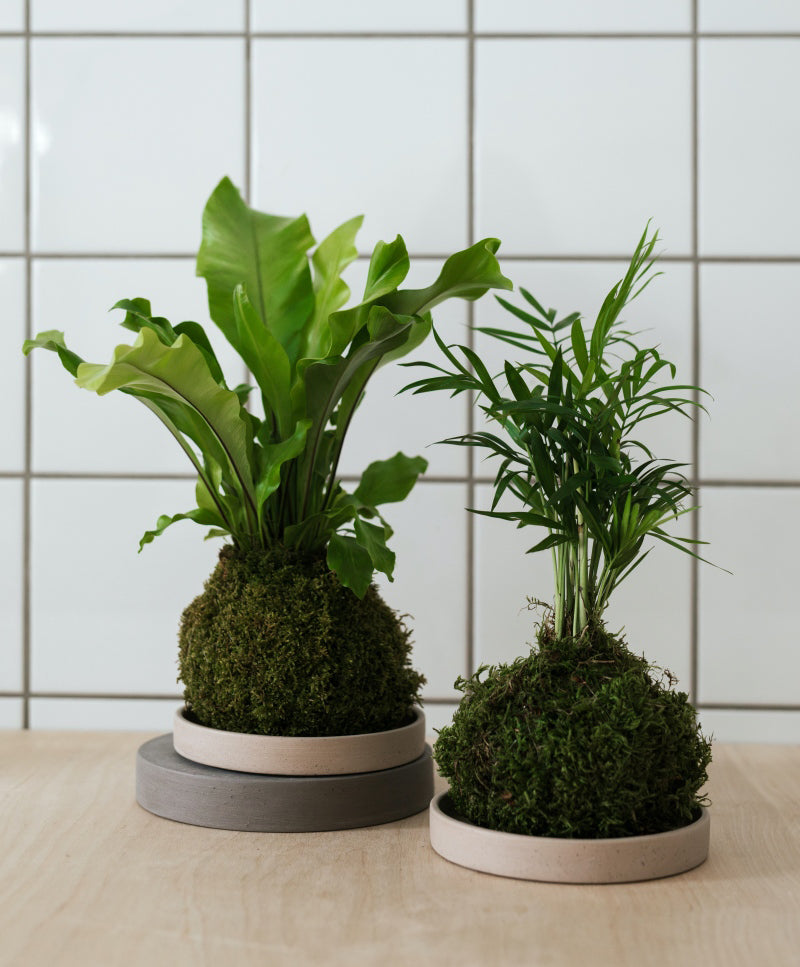 Kokedama Készítő Workshop / Június 26.