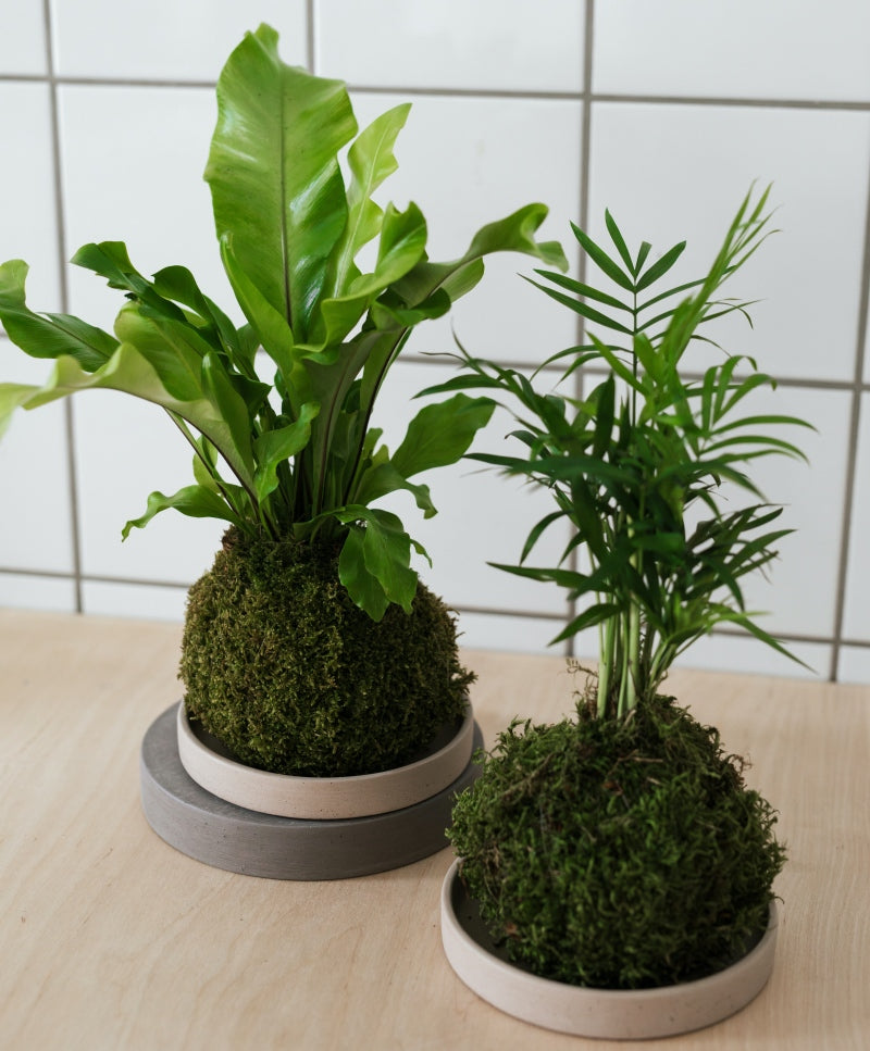 Kokedama Készítő Workshop / Október 28.