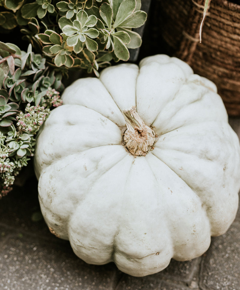AUTUMN PUMPKINS