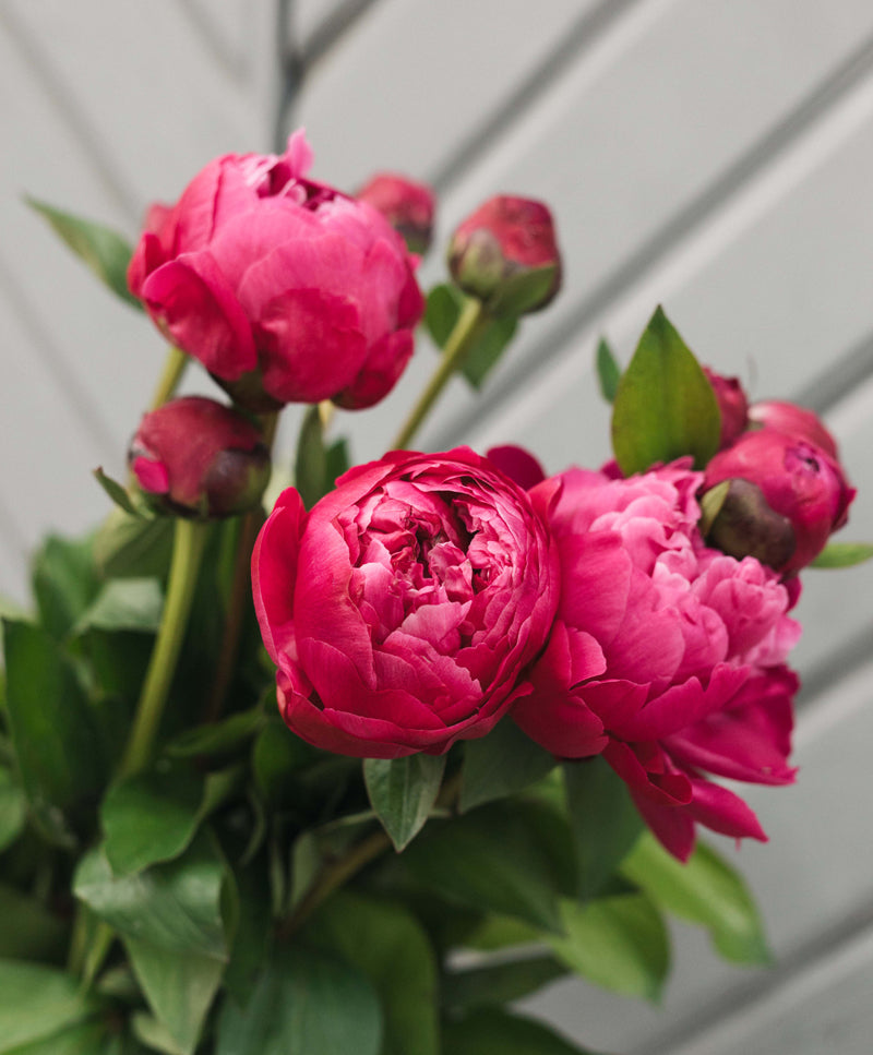 Peony Bouquet, Pink Velvet
