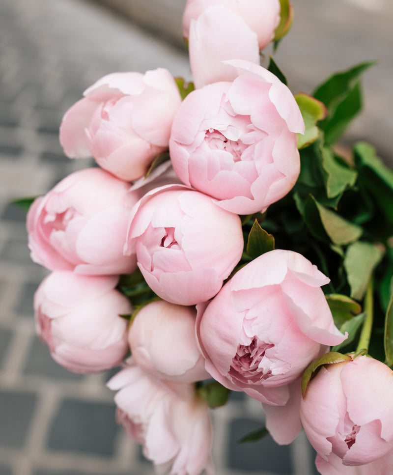 Peony Bouquet, Pink