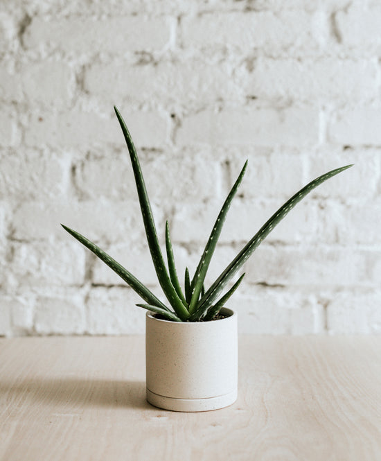EARTH plant pot, Pure white, mini
