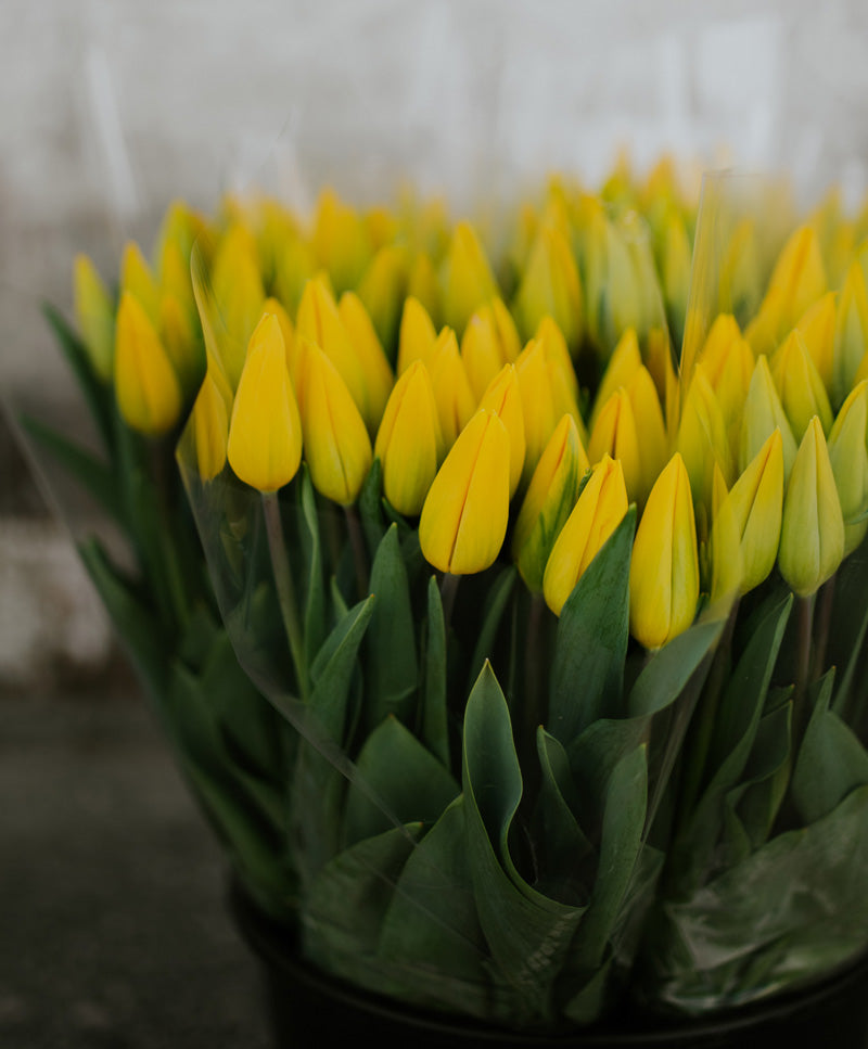 Yellow Tulip Bouquet