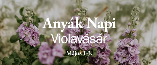 Anyák Napi violavásár
