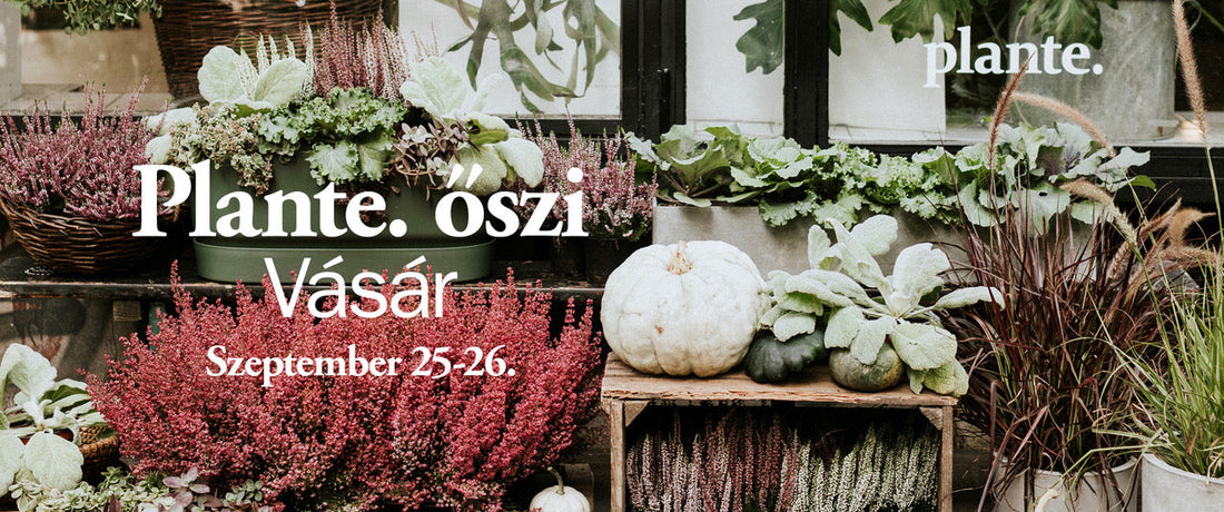 AUTUMN SEASONAL MARKET BY PLANTE.