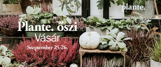 AUTUMN SEASONAL MARKET BY PLANTE.