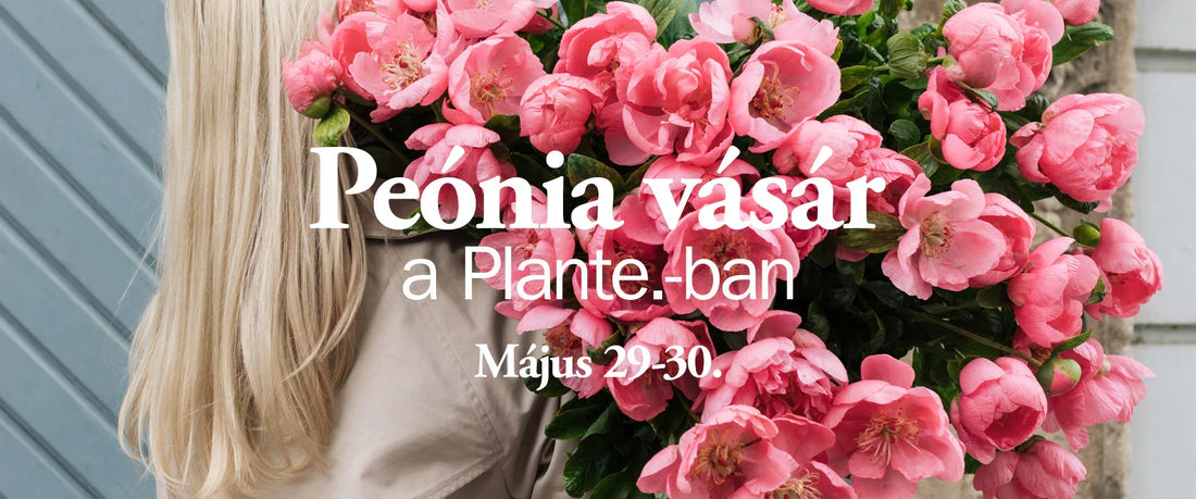 Peónia vásár / Termelői szépségek a Plante.-ban