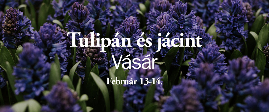 Plante. TULIPÁNVÁSÁR // 2026. február 13-14.