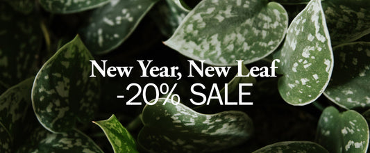 NEW YEAR, NEW LEAF – 20% OFF!