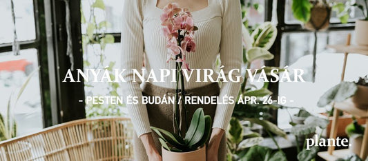 Anyák Napi viola és orchideavásár / Plante. virágok Pesten és Budán