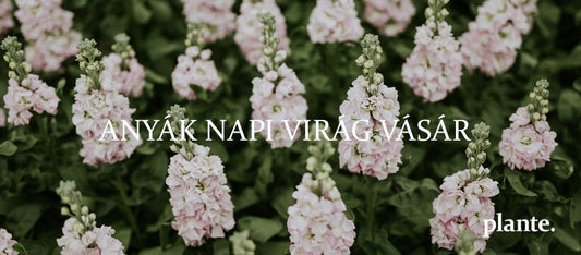 Anyák Napi violavásár