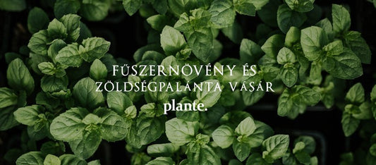 Következő  Fűszernövény és zöldségpalánta vásár