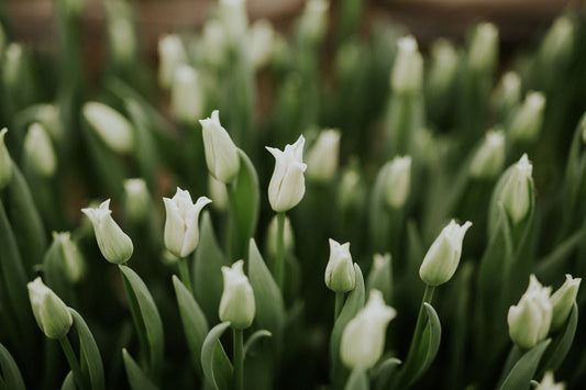 ONLINE TERMELŐI TULIPÁNPIAC április 1-2.