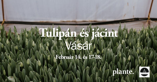 Plante. TULIPÁNVÁSÁR // 2 + 1 nap
