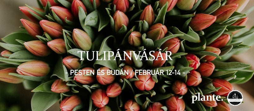 Plante. TULIPÁNVÁSÁR // Pesten és Budán