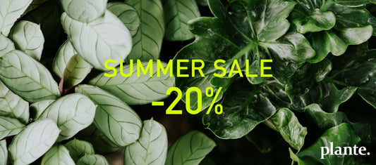SUMMER SALE -20% a Plante.-nál
