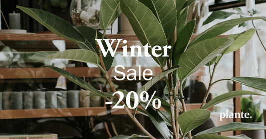 WINTER SALE -20%!