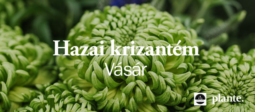 Krizantém vásár / Termelői szépségek a Plante.-ban