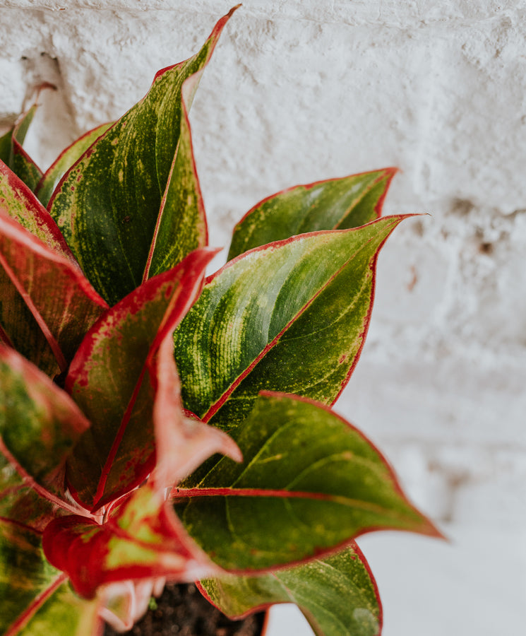 Aglaonema Red Siam Aura
