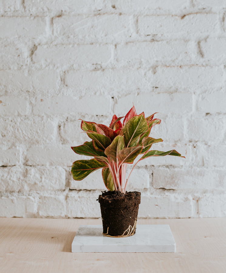 Aglaonema Red Siam Aura