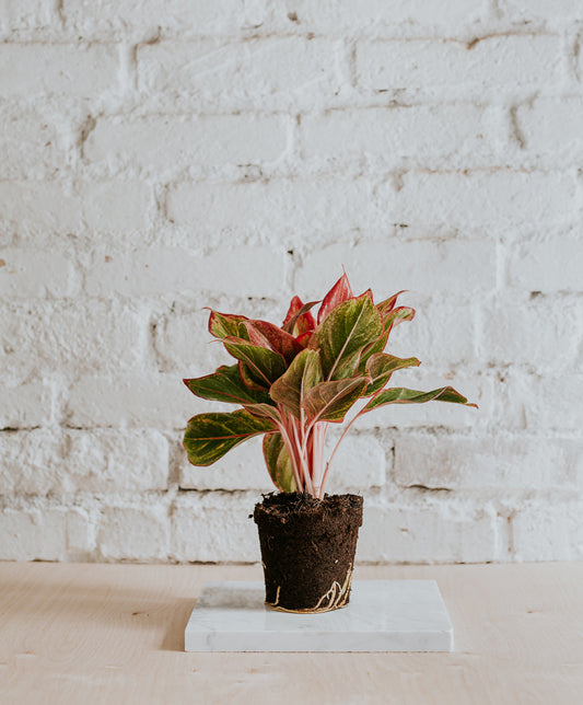 Aglaonema Red Siam Aura