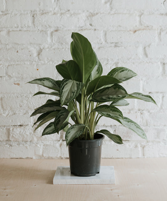 Aglaonema Silver Bay, nagy