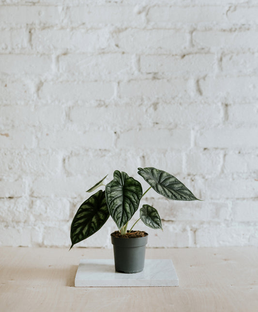 Alocasia Dragon scale, kicsi