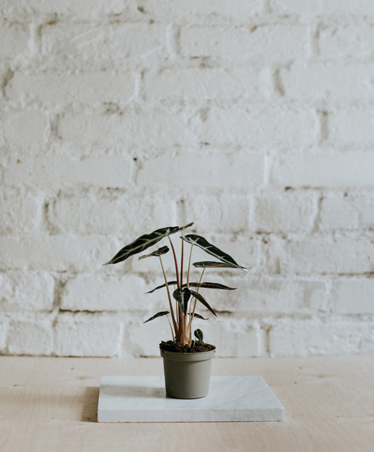 Alocasia Polly Bambino