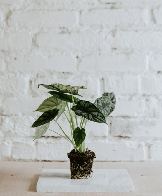 Alocasia Dragon Scale