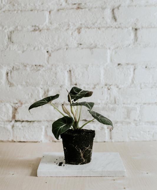 Alocasia Black Velvet