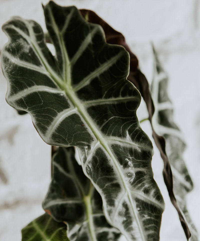 Alocasia Polly