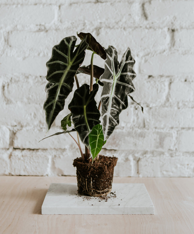 Alocasia Polly
