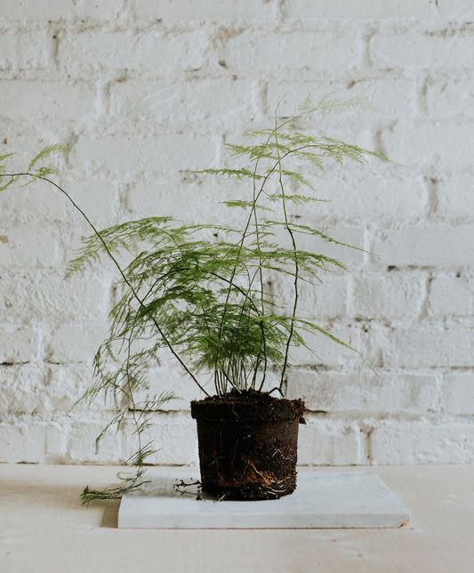 Asparagus Setaceus, nagy