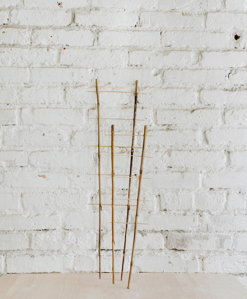 Bamboo trellis