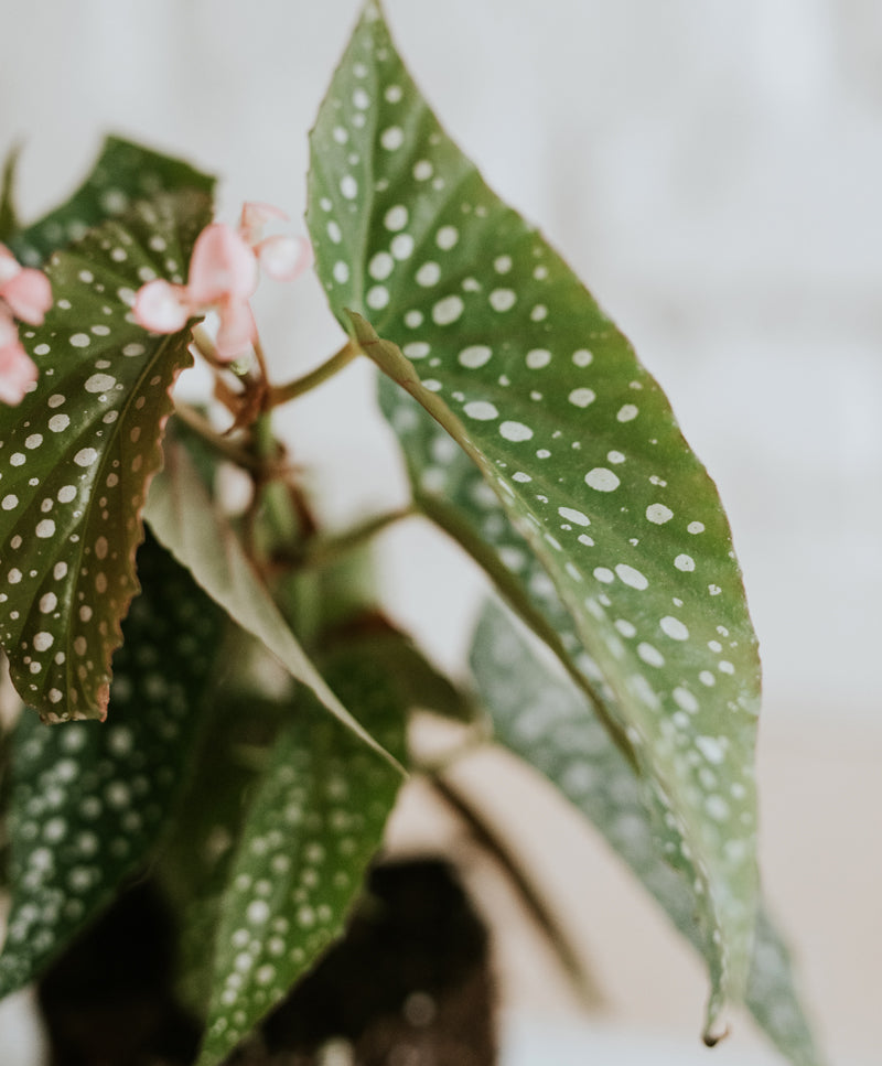 Begonia Angel Wings