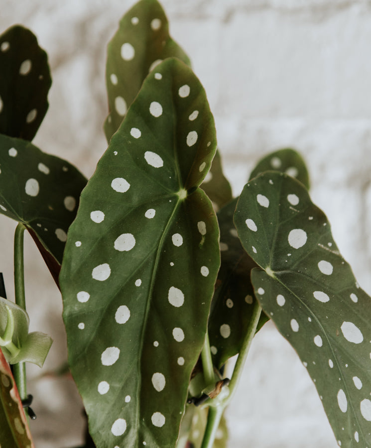 Begonia Maculata