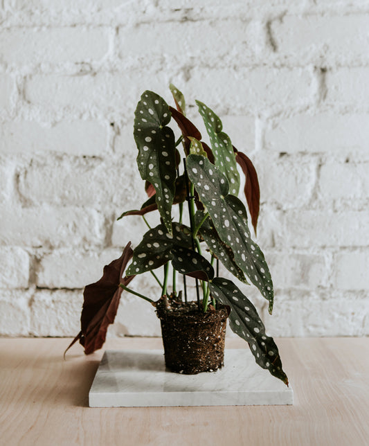 Begonia Maculata