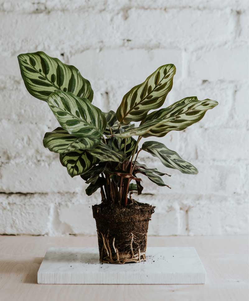 Calathea Makoyana
