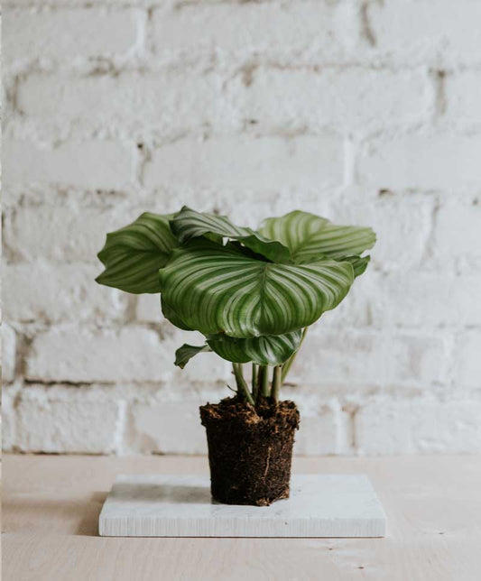 Calathea Orbifolia