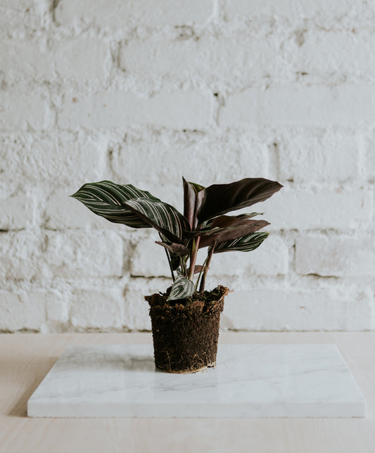 Calathea Ornata