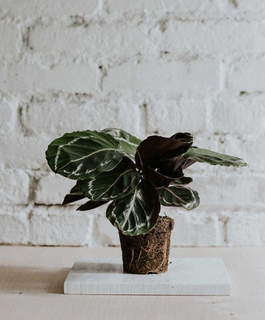 Calathea Jungle Rose